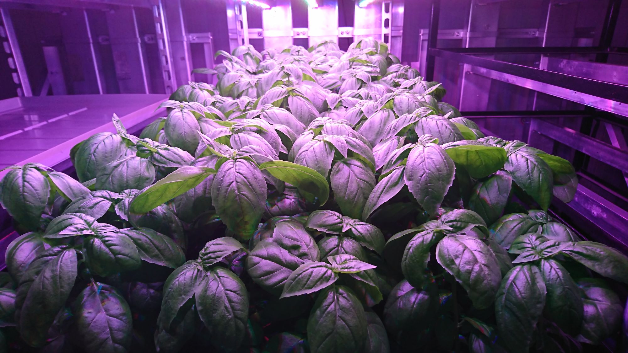 What Crops Can be Grown in a Vertical Farm? IGS